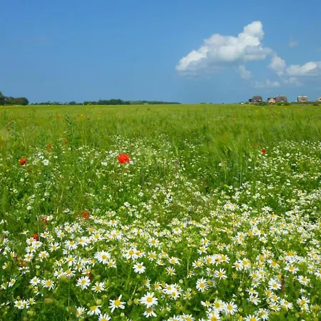 Reetdachhaus In Goos 別荘